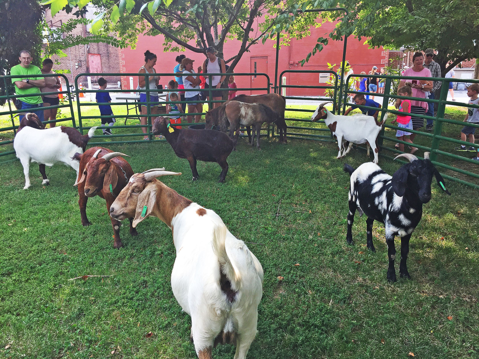 Library hosts petting zoo